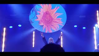 Dizzy - Sunflower