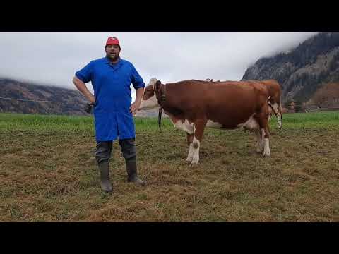 Pepi, mein neuer Stier