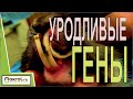 🐰Инбридинг у кроликов.👉Как не допустить близкородственные связи. 3 простых правила.  Макляк Макрол