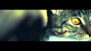 KITTEN CC'ed. | Canon 550D