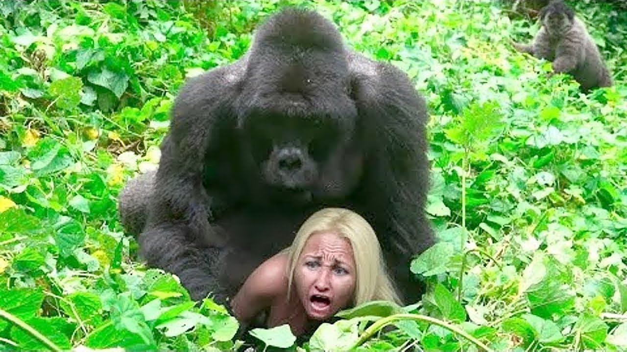 What These Gorillas Did to a Tourist in the Jungle Shocked the
