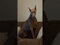 Draco don’t like the new toy to much #dogshorts #dogs #funny #fyp