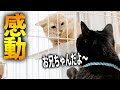 【感動】元野良猫の優しい行動に思わず涙。