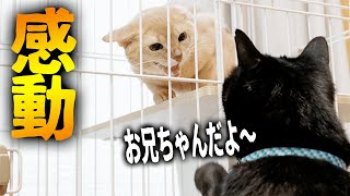 【感動】元野良猫の優しい行動に思わず涙。