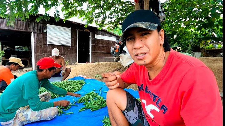 SINO ANG MALAKAS KUMITA BUYER O FARMER?