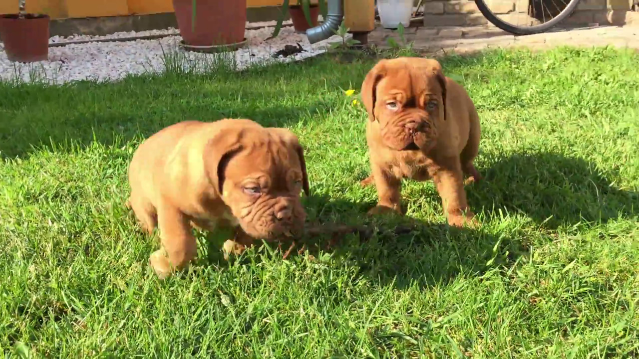 dogue de bordeaux puppies for sale near me