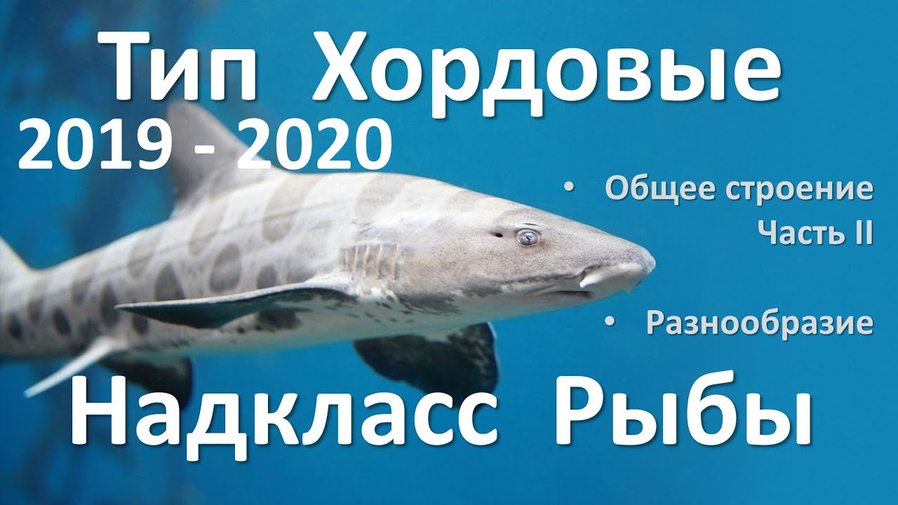 17. Рыбы часть II (7 класс) - биология, подготовка к ЕГЭ и ОГЭ 2020