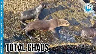 Saving a Seal on the Most Dangerous Rocks in Namibia