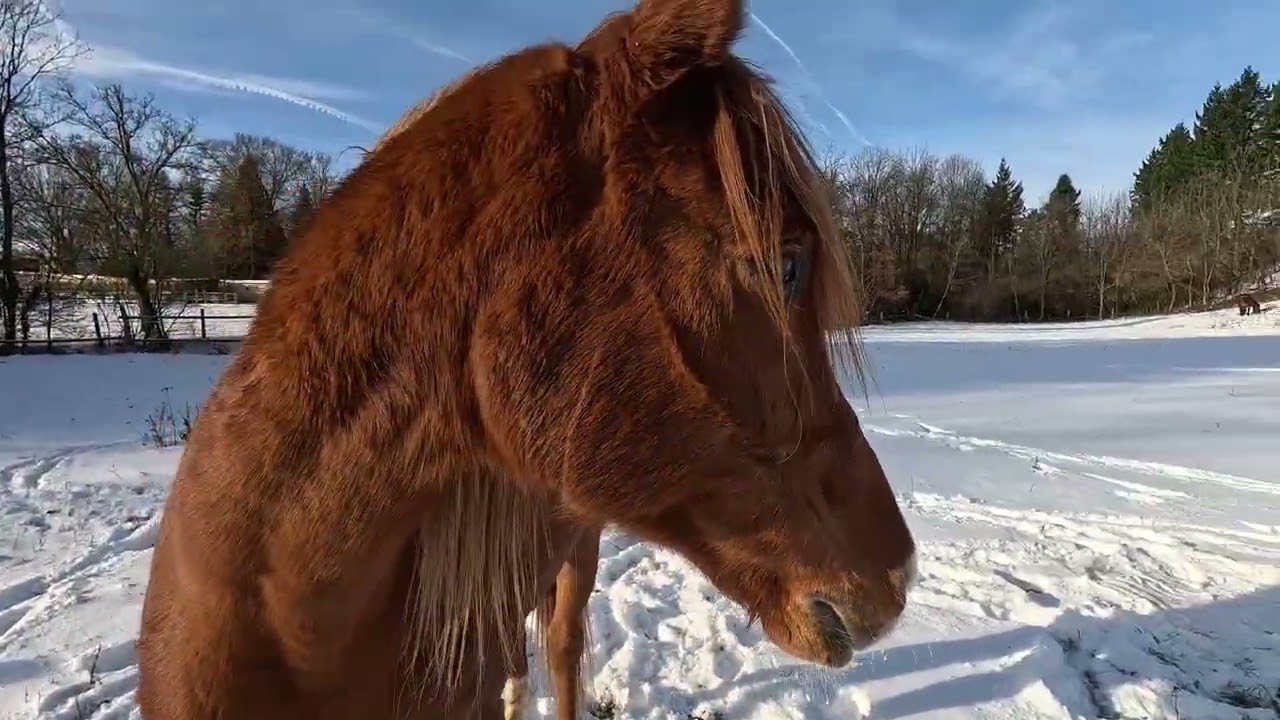 Lakito - Jänner 2026