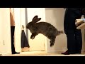 Giant Rabbit Binkies and Plays with Owner(ジャイアントうさぎのひねりジャンプ)