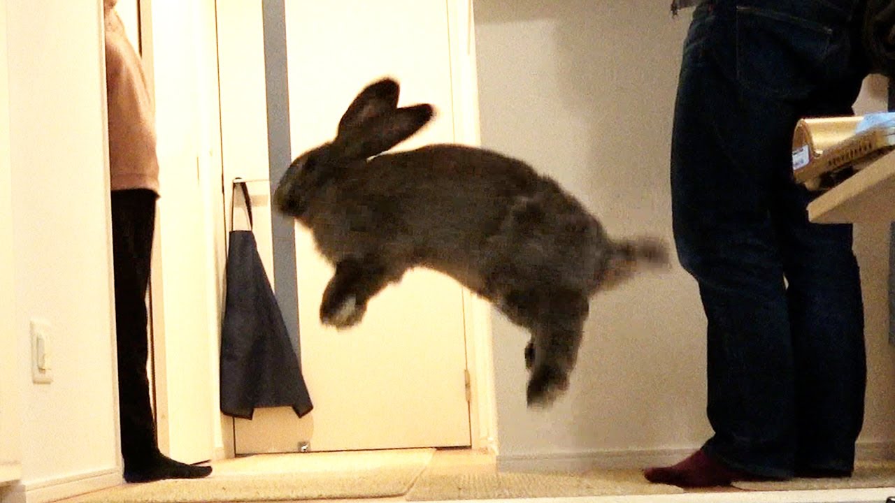 Giant Rabbit Binkies And Plays With Owner ジャイアントうさぎのひねりジャンプ Youtube