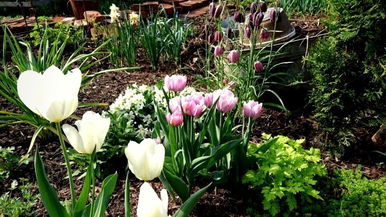 Мой милый садик в середине мая 2021 Завершение прерванной прогулки