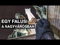 EGY IGAZI VIDÉKI PESTEN!