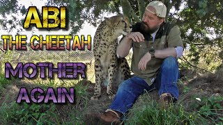 Abi The Cheetah Pregnant Again | Handicapped BIG CAT Helping Species Survive With Cubs As Her Legacy