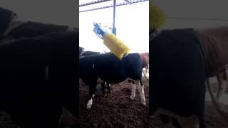 Otomatik inek sığır dana kaşıma fırçası makinasi