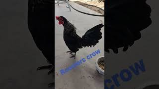 Famous Rooster Crowing 🐓 | table top #youtubeshorts #pets #bantam #breeding #rooster #chicken #crowing Wealth