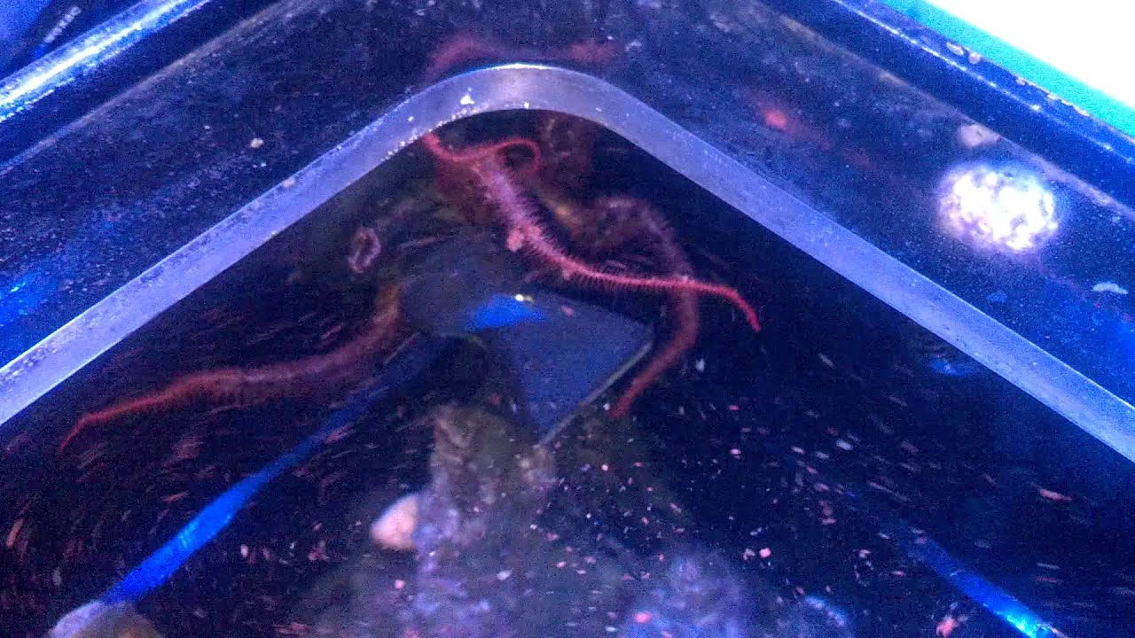 brittle starfish feeding at water surface YouTube