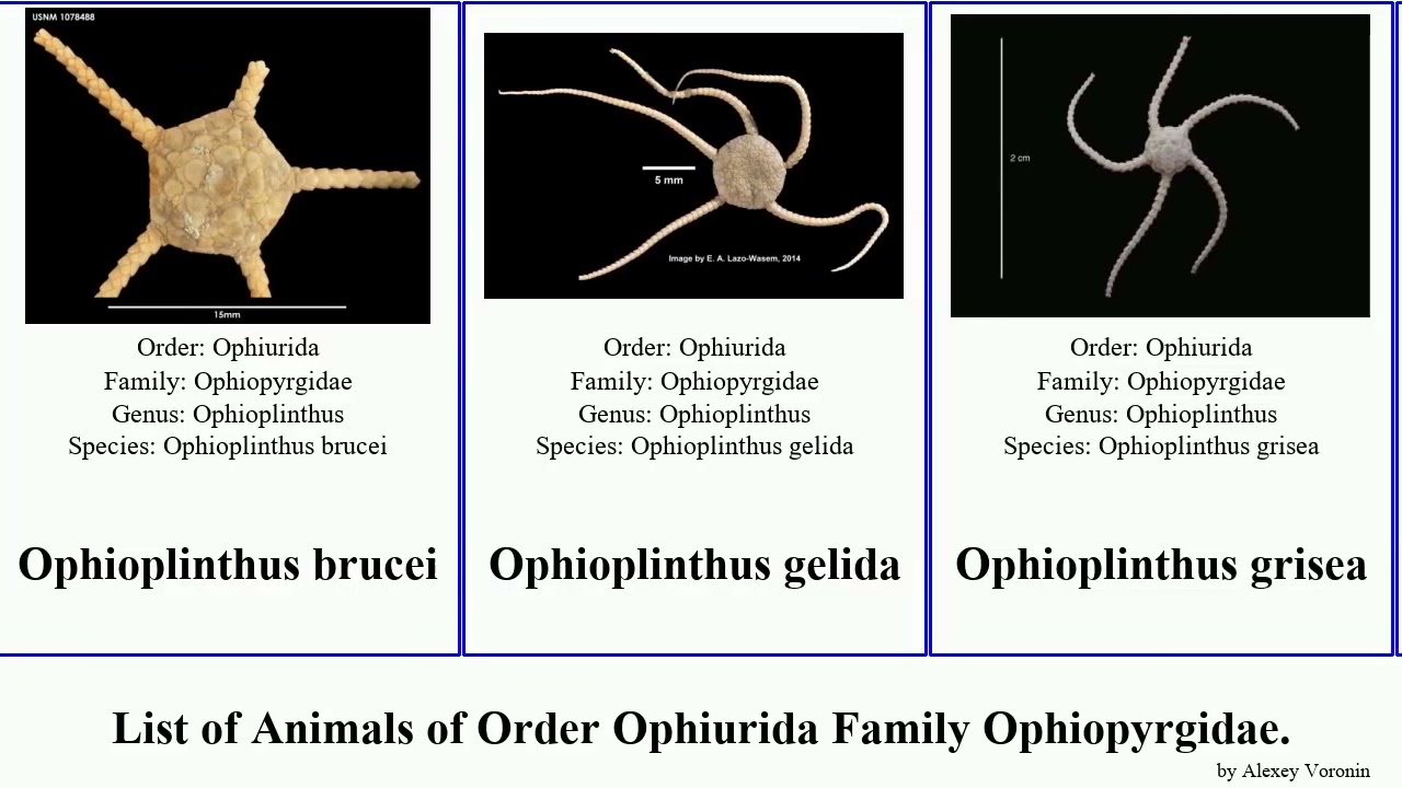 List of Animals of Order Ophiurida Family Ophiopyrgidae. ophioplinthus ophiuroglypha irrorata