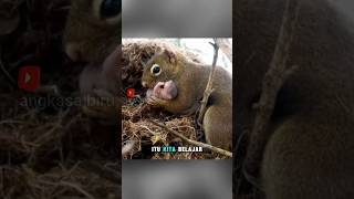 Baby Squirrel Falls Into Water See The Mothers Response animalfacts squirrel viralshorts