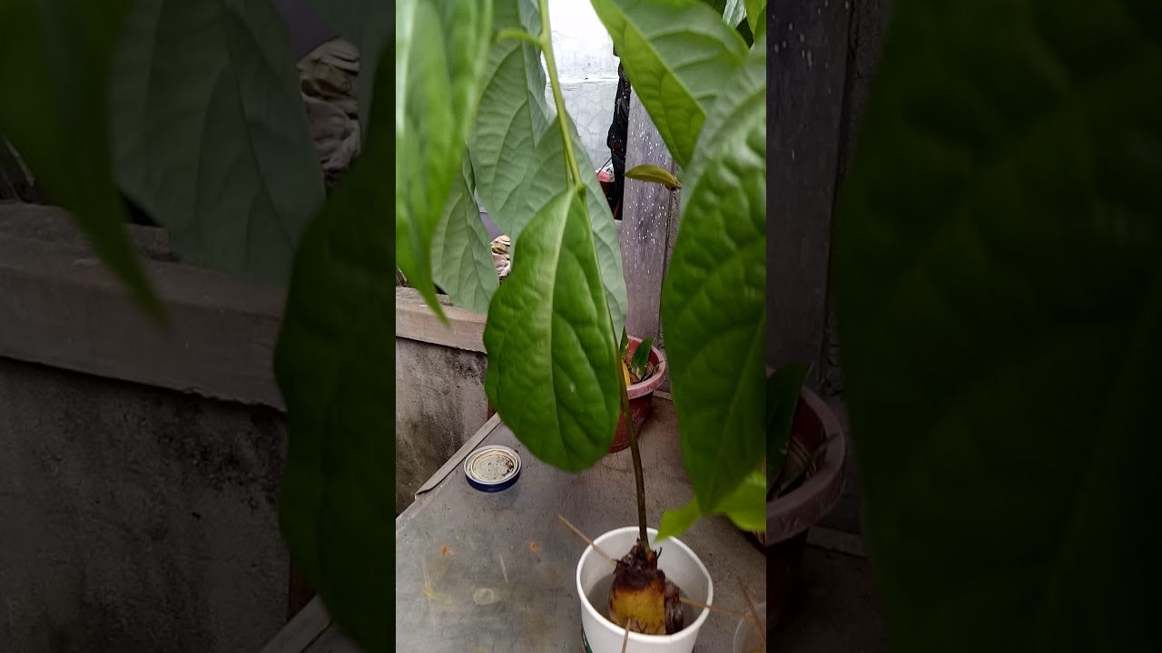 free fonts How to grow avocados from seeds the fastest, simplest and easiest way!