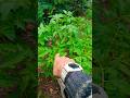TODAYS TIP Worlds best gardner May 6 2026 = STAR TOMATO VARIETY.    Planted 12 mulberry trees 2day.