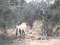 first encounter with lion ngala