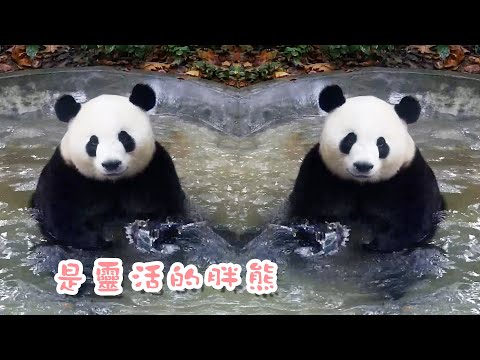《熊貓主題趴》這是在泡澡還是在練習花樣游泳啊？| iPanda熊貓頻道