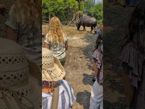 Water buffalo on side street in Ayatthuta Thailand