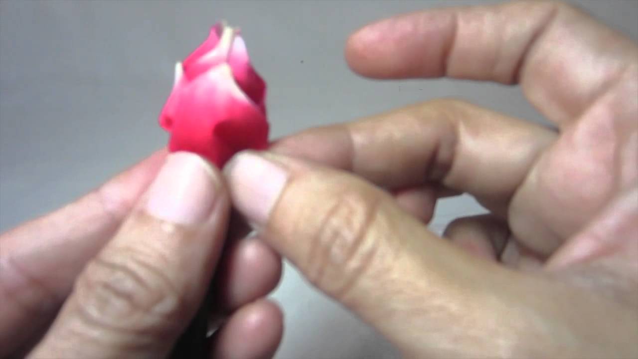 ดอกข่ากุหลาบ20/62