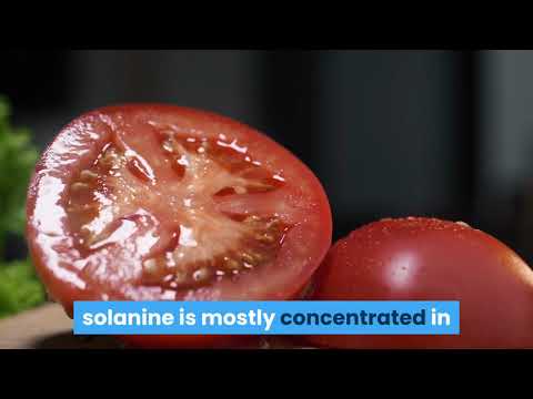 Video: Can Dogs Eat Tomatoes?