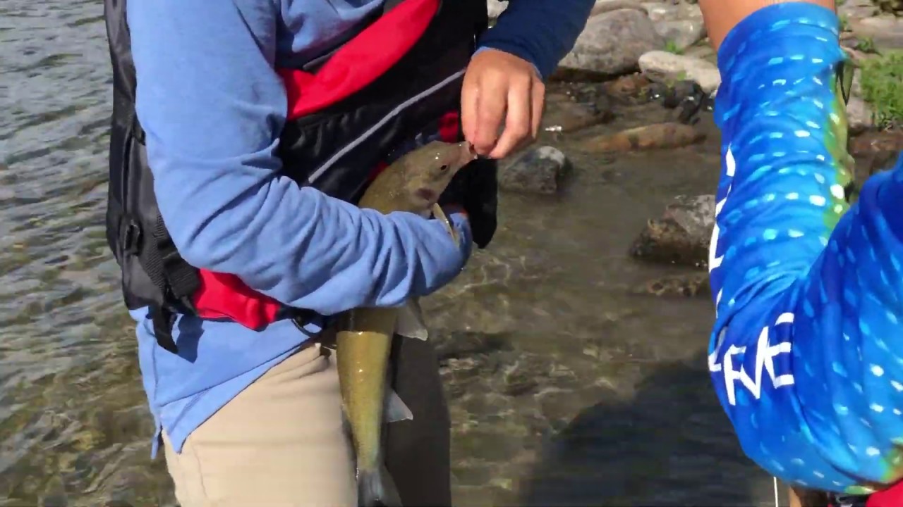 Ridley - Gallatin | Monster Whitefish