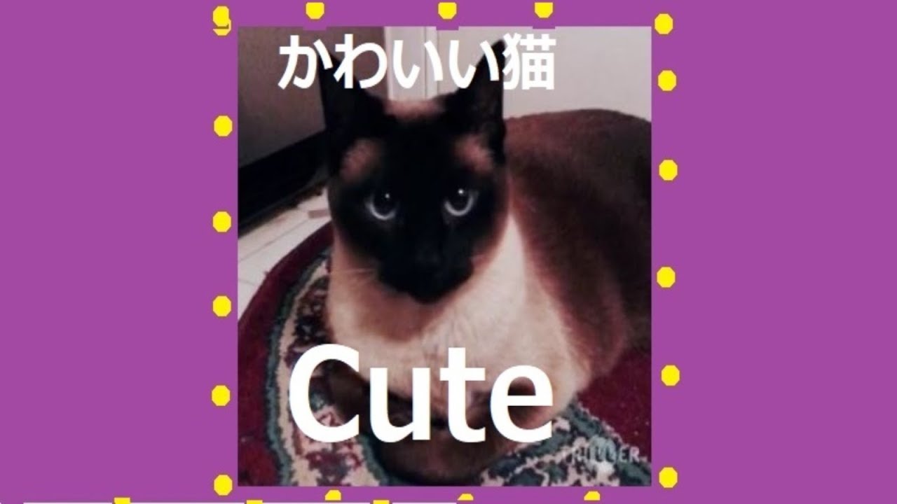 Cute Cat Is Staring At You Cc かわいいシャム猫があなたを見つめます Youtube