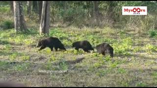 Mother Sloth Bear fight against Tiger at Nagarahole #Bear #Tiger #Nagarahole