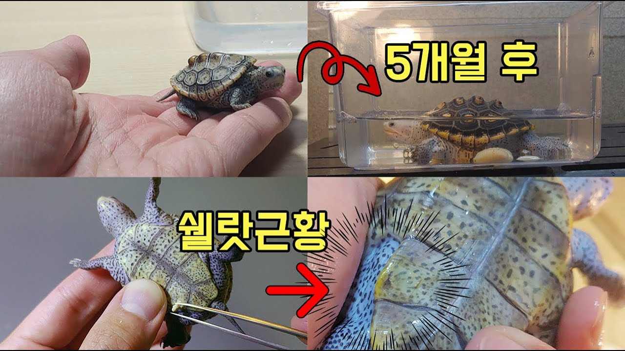 껍질을 파내야만 했던 아기 거북이의 놀라운 성장과정 [오브리더]