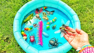 Learn bugs names & facts for babies toddlers kindergarteners kids