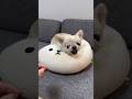 新しいクッションにガウガウ🦁【ガウガウ犬のピノ・パルム】