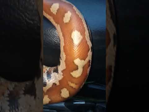 Anaconda Buntung