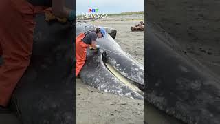 Grey whale deaths surge and scientists think a weak food supply in Alaskan waters may be the cause