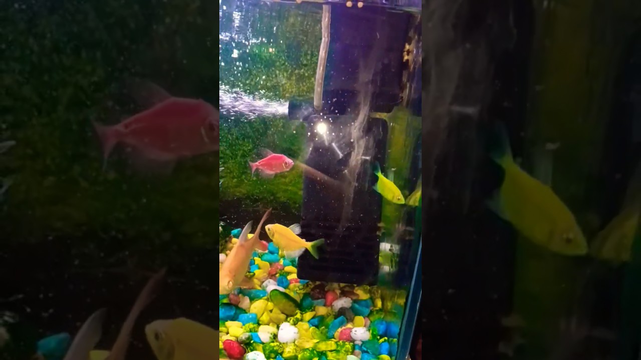 #fishing #aquarium #fishaquarium 🥰🤩🤩🐠🐠🙏🙏