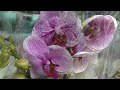 Обзор ОРХИДЕЙ в Леруа Мерлен😍😍😍 Overview ORCHID in Leroy Merlin