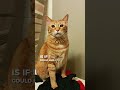 Happy Ginger  #stateofkansass #cat #funnycats #shortsfeed #funny #funnypets #funnyanimals #cute
