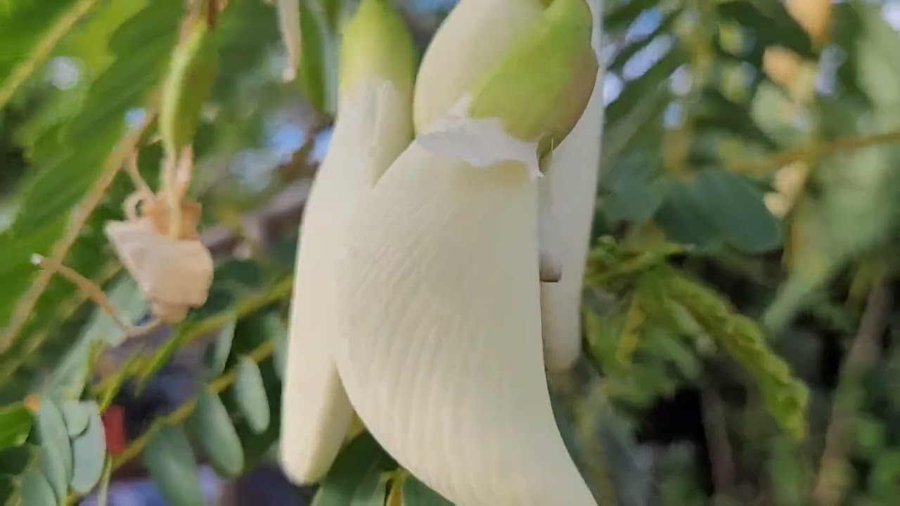 Edible flowers Hawaii. 먹는식용꽃. 하와이. shorts YouTube