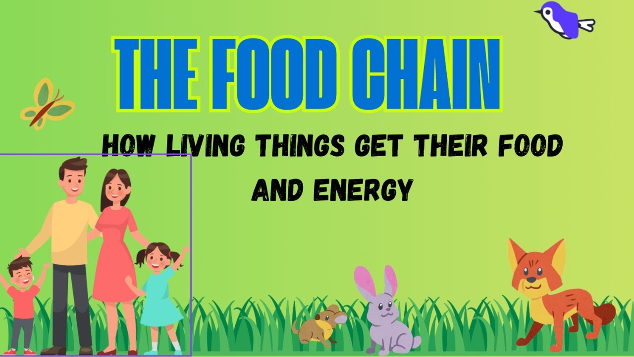 Elsrd The Food Chain explained- updated version - YouTube