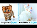 19 Awesome Cats That Cost a Fortune の動画、YouTube動画。