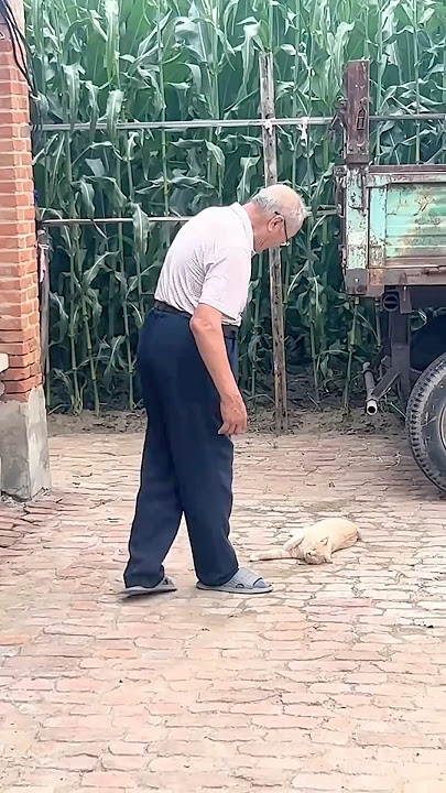 He Turned This Stray Cat Into His Pet In An Instant! 😂❤️