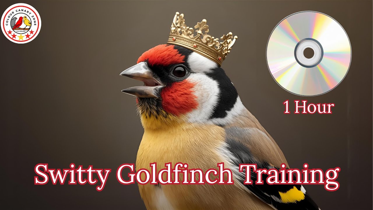 Best Switty Goldfinch Training Audio🎵🐦