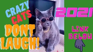 Crazy cats 2021 | Gihan Vlogs | #shorts