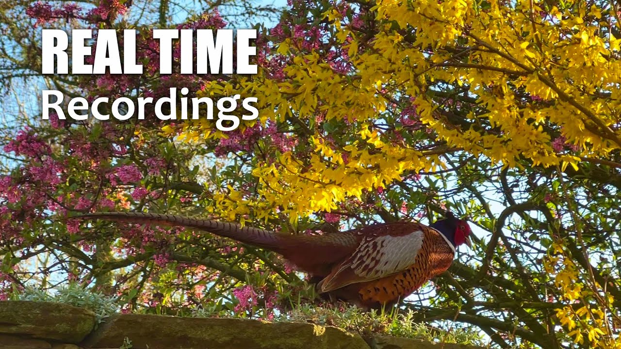 Make Your Garden A Bird Haven UK Early Spring YouTube