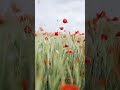 नजारे। फूल की सुन्दरता #facts #farming #shortsfeed #nature #song #agrifuture #flower field #phool