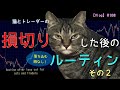 【Vlog】猫とトレーダの損切りルーティンその２/トレーダー生活/チャート/FX/Forex/Vlog/#008/モンティホール問題/損切りルーティン【トレーダーの日常】